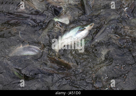 groep striped catfish fed at the surface Stock Photo