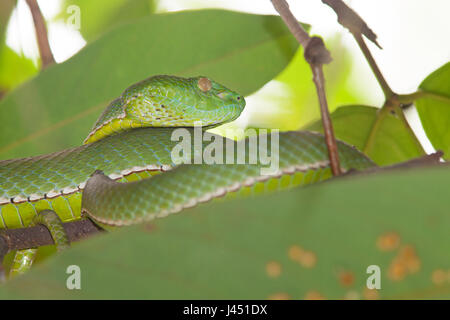 Vogel's pit viper between green leaves Stock Photo