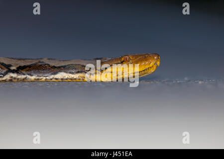 Portrait of a Reticulated python warming on the road Stock Photo
