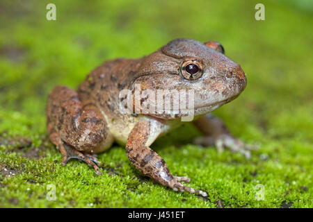 Gyldenstolpe's frog on forest floor Stock Photo