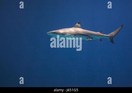 blacktip shark in blue water Stock Photo