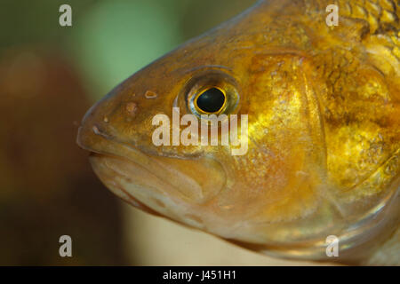 portrait of an adult perch Stock Photo