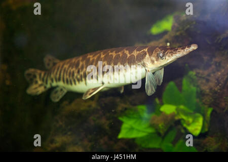 Spotted Gar under water Stock Photo