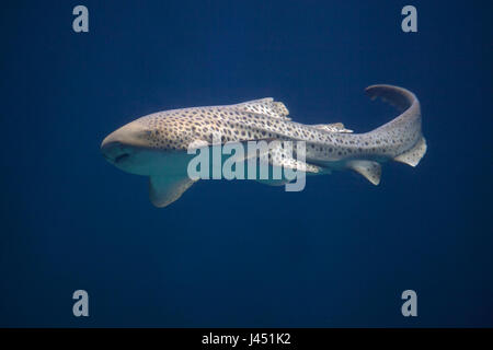 zebra shark in blue water Stock Photo