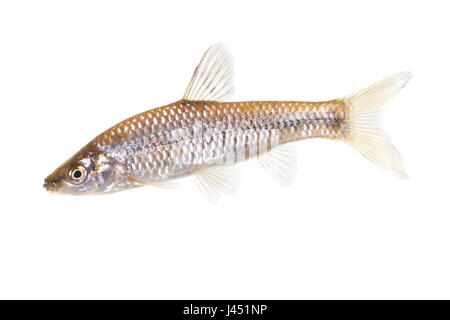 topmouth gudgeon isolated on a white background Stock Photo