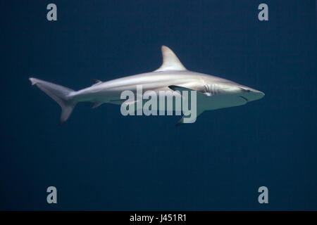 blacktip shark in blue water Stock Photo