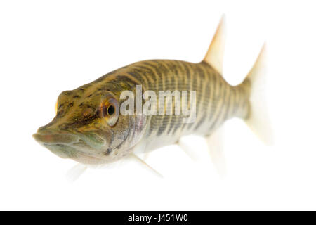 Baby pike of 10 cm isolated on white Stock Photo