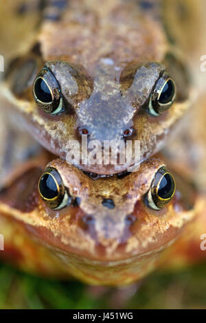 portrait of a pair of brown frogs Stock Photo