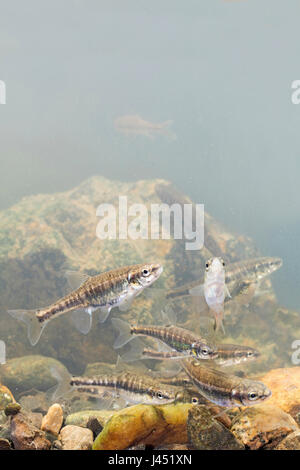rocky minnow