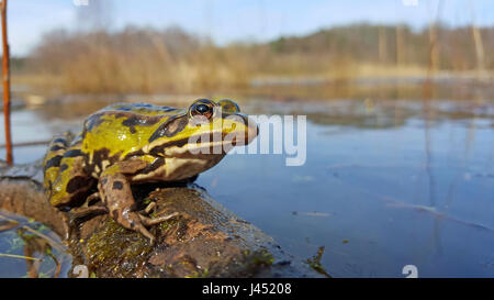Edible frog in its habitat Stock Photo