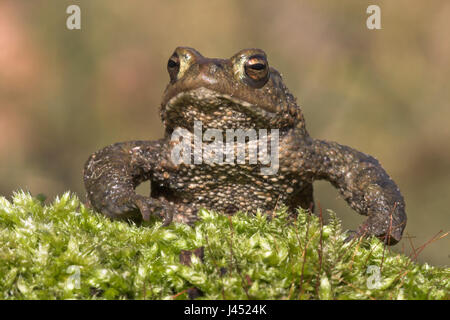 frontal photo of a male common toad that sits on moss Stock Photo