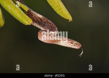 photo of a marbled tree snake in a tree with green leafs Stock Photo