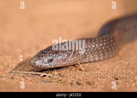 photo of a common wolf snake Stock Photo