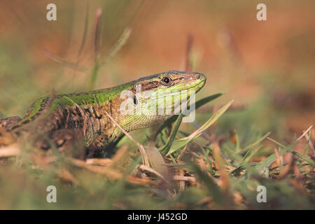 portrait of a Dalmatian wall lizard in grass Stock Photo