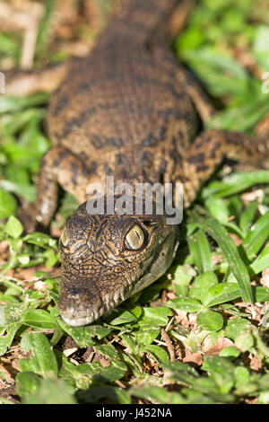 Portrait of a nile crocodile hatchling Stock Photo