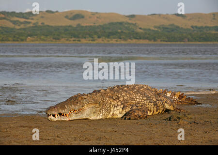 photo of a large nile crocodile basking on a beach in the estuary Stock Photo