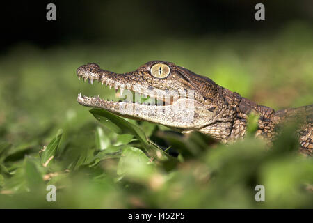 Portrait of a nile crocodile hatchling Stock Photo