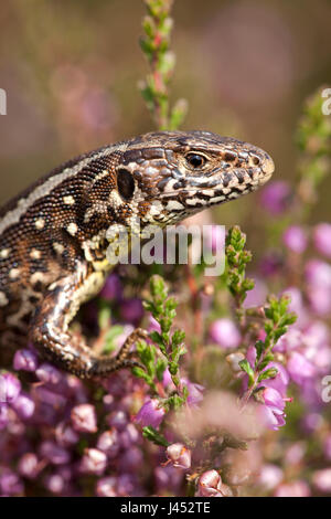 photo of a sand lizard between pink heather Stock Photo