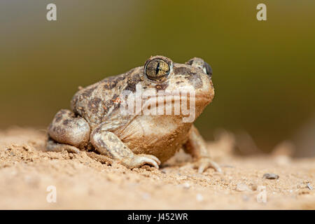 Foto van een juveniele Syrische knofloopad op zand met een tegen een zachte groene achtergrond; photo of a juvenile Eastern spadefoot toad on sand against a soft green background; Stock Photo