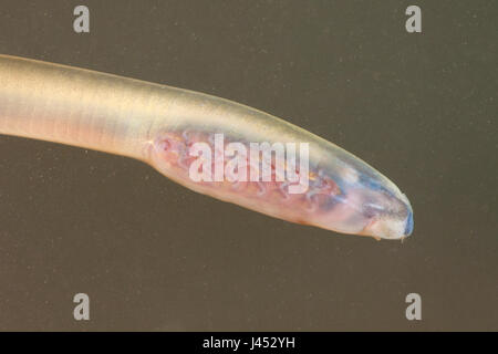 Photo of a River Lamprey or Brook Lamprey larvae, these species are so closely related that it is not possible to identify the larvae in the field. On this location both species occur so the photo's can be of either species. Stock Photo