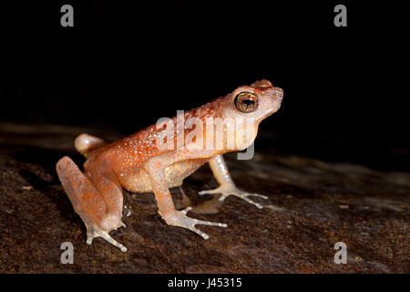 Foto van een Brown Slender toad in het water van een beek roepend; photo of a brown slender toad calling from inside the water of a stream; Stock Photo