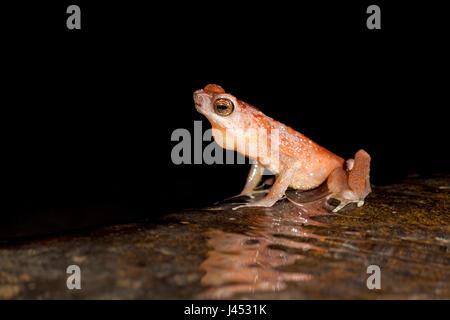 Foto van een Brown Slender toad in het water van een beek roepend; photo of a brown slender toad calling from inside the water of a stream; Stock Photo