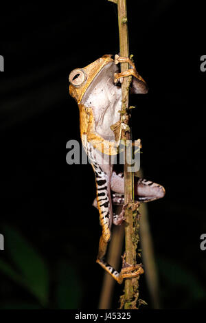 Foto van een boomkikker; Photo of a File-eared tree frog; Stock Photo