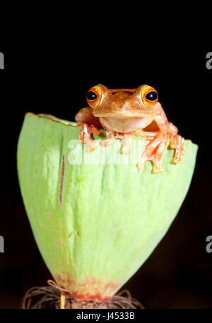 photo of a harlequin tree frog sitting on a lotus flower Stock Photo