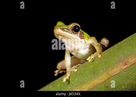photo of a white-lipped frog on a green leaf