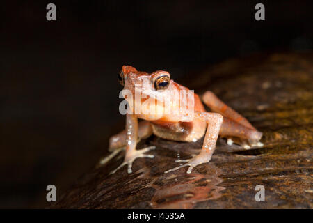 Foto van een Brown Slender toad in het water van een beek roepend; photo of a brown slender toad calling from inside the water of a stream; Stock Photo