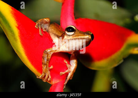 photo of a fourlined tree-frog on a Crab Claw Flower Stock Photo