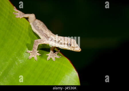 photo of a Frilly house gecko on a green leaf Stock Photo