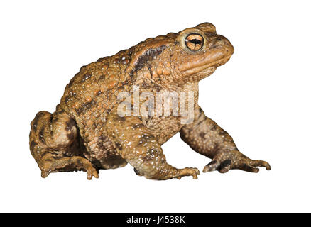 common toad against white background Stock Photo