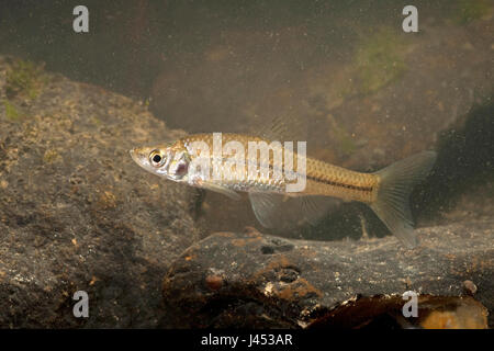 photo of a swimming Topmouth gudgeon Stock Photo