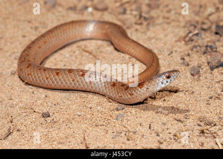 photo of a variegated slug eater Stock Photo