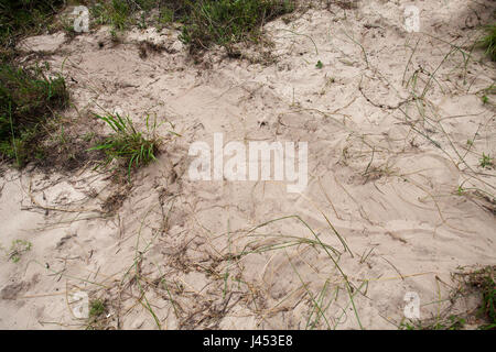 Photo of a nile crocodile nest, the print of the female is well visible with the head in the upper left corner and the tail in the lower right corner Stock Photo