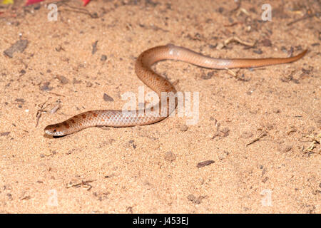 photo of a variegated slug eater Stock Photo