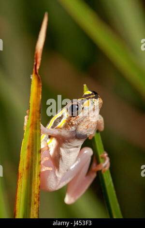 Foto van een rietkikker op een stengel; photo of a painted reed frog on a grass; Stock Photo