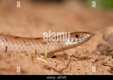 photo of a variegated slug eater Stock Photo