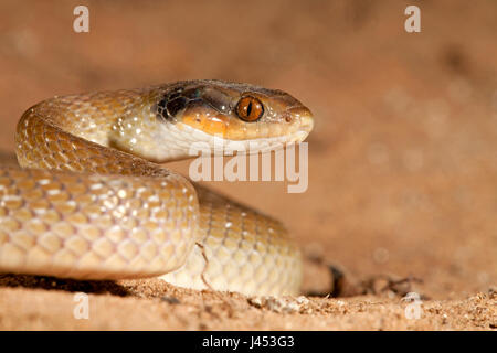 photo of a red-lipped herald snake Stock Photo