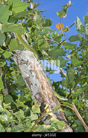 Overzichtsfoto van een goed gecamoufleerde Angola Green snake in een boom; overview of a well camouflaged Angola Green snake in a treeOverzichtsfoto van een goed gecamoufleerde gespikkelde bosslang in een boom; overview of a well camouflaged spotted bush snake in a tree Stock Photo