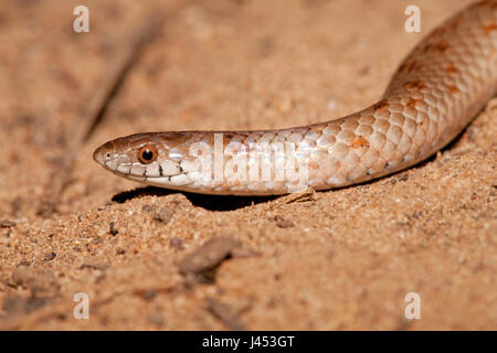 photo of a variegated slug eater Stock Photo