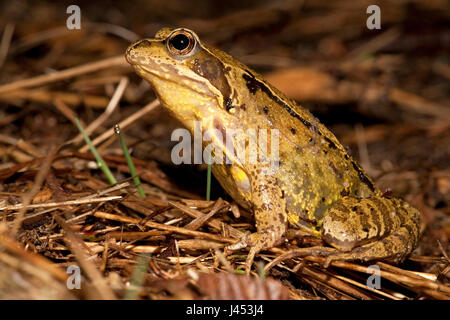 photo of a common frog on the lookout during migration Stock Photo