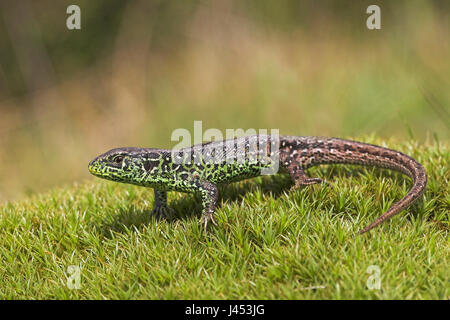 Overview of an adult male sand lizard on mos Stock Photo