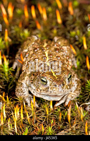 vertical photo of a natterjack toad with its stripe on the back well visible Stock Photo