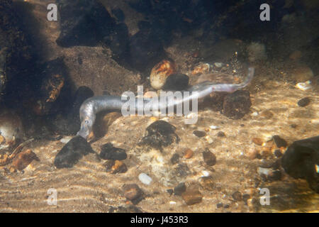 female river lamprey. Stock Photo