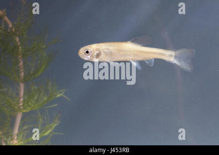 Fathead minnow fish pimephales promelas Stock Photo - Alamy