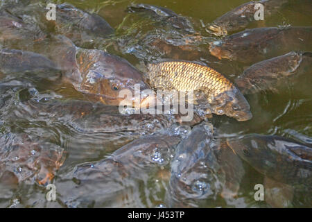 photo of a group carps on the surface fighting for food Stock Photo