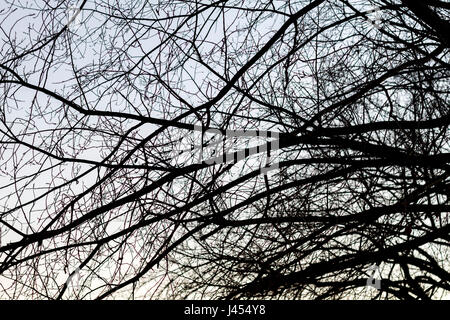 Silhouette of leafless tree on the winter sky. Stock Photo