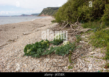 Sea kale growing on a beach in Devon, England Stock Photo
